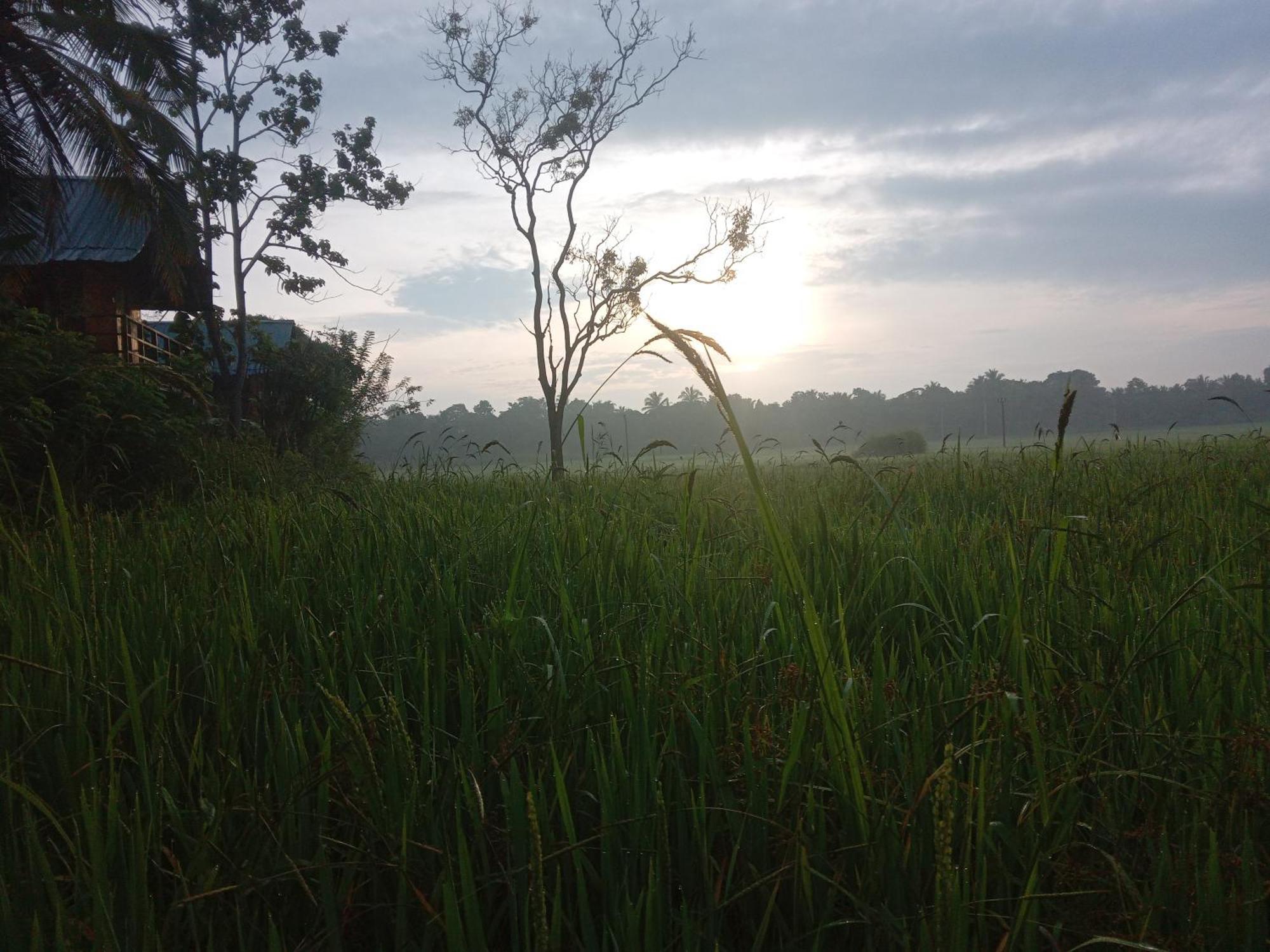 Вилла Sigiriya Paddy Field Hut Номер фото